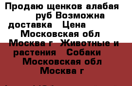 Продаю щенков алабая 5 000руб.Возможна доставка › Цена ­ 5 000 - Московская обл., Москва г. Животные и растения » Собаки   . Московская обл.,Москва г.